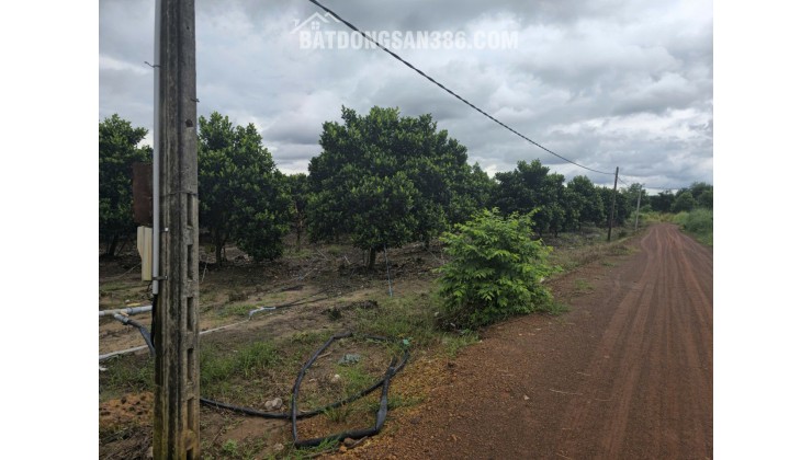 Đất 2.2 sào Mít SHR HXT – DT792 Tây Ninh S